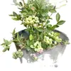 Semillas de Arándano para Plantar en el Norte y Sur, Plantas de Maceta para Balcón, Plantones de Árboles Frutales del Norte, Plantones de Árboles Frutales, Plantas de Arándano en Maceta