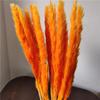 Decoração de Casamento com Cana Seca Flor Eterna Cana Pequena Capim dos Pampas Cana Flor Seca Decoração de Casa