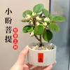 Planta Verde Pequeña en Maceta con Frutos, Maceta de Cerámica Árbol Bodi, Adorno de Escritorio Estilo Zen Chino, Fácil de Cuidar