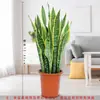 Suculenta de fácil cuidado en maceta de interior, planta verde hidropónica de oficina con borde dorado y rayas de tigre, de hoja perenne todo el año, Sansevieria