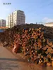 Leña Shenzhen Guangdong Dongguan Madera Seca de Lichi Leña de Lichi Madera Mixta Leña para Caldera Leña de Lichi Maitai Bao