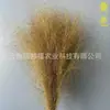 Vida eterna grama rosa e preta flores secas suprimentos para decoração de casamento materiais de flor diy materiais de flor eterna transfronteiriços fabricantes de Yunnan