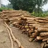 Suministrado Directamente por el Fabricante, Troncos de Madera Huangniu, Madera Dura Natural, Diversas Especificaciones de Madera para Jaulas de Pájaros, Materiales de Decoración para Jardinería, Longitud 2-3m Metros