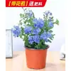 Mudas de Flor Grande Floco de Neve Azul, Plantas Trepadeiras, Flores Frescas para Jardim de Varanda, Plantas para Bonsai, Plantas com Flores de Quatro Estações em Vasos para Uso Interno e Externo