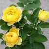 Plántulas de Rosa Gypsophila Ultra Finas, Plántulas de Rosas Florecientes, Florales de Maceta de Cuatro Estaciones, Plantas Trepadoras, Rosales y Plantas Verdes