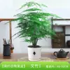 Espárrago Planta en Maceta Interior Sala de Estar Zen Chino Micro Bonsái Escritorio de Oficina Flor Planta Verde Mini Pequeña Creativa