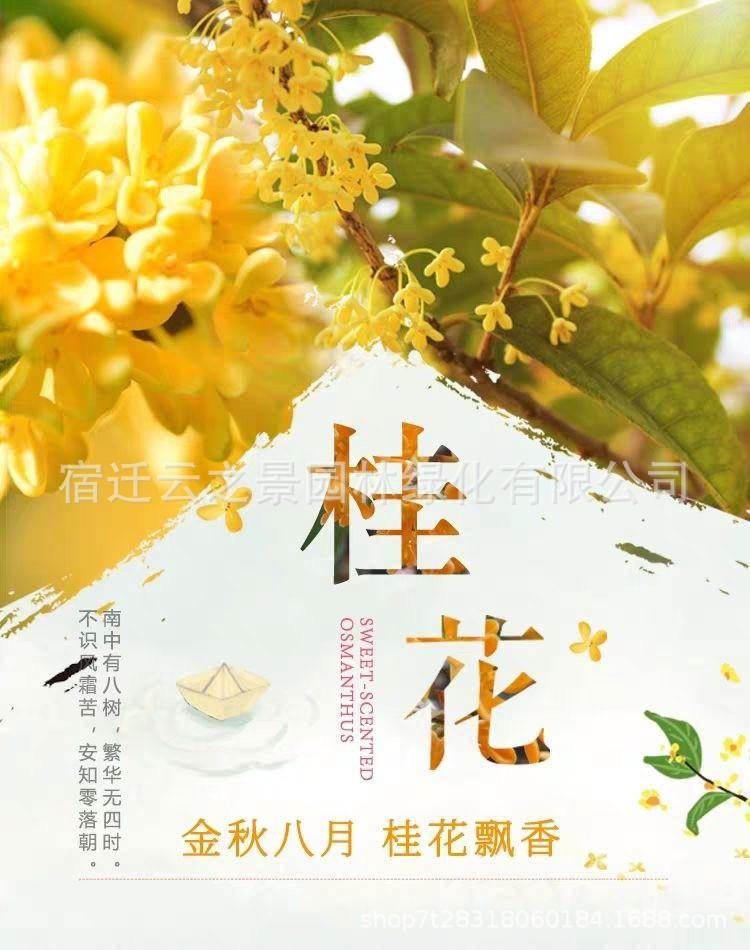 桂花详细1.jpg