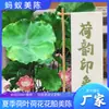 Instalações de Arte Decorativa Comerciais para o Verão: Folhas de Lótus, Flores de Lótus e Barcos Floridos. Fábrica Especializada em Fazer Adereços Populares para Fotos