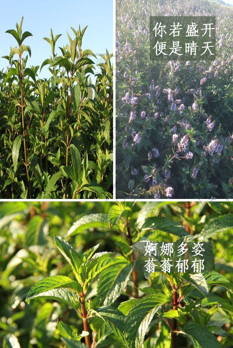 薄荷精油详情页8