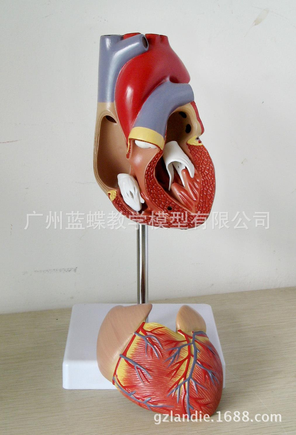 A400 心脏解剖模型-02