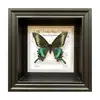 Moldura de Foto com Espécime de Borboleta Cauda de Andorinha Listrada de Verde Pintura Decorativa Pintura para Pendurar na Parede Pode Ser Colocada ou Pendurada Presente de Aniversário Presente de Feriado