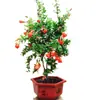 Plántula de Granado Maceta Granado Ornamental Bonsái de Granado Rosa Granado Floreciendo Frutal Patio Exterior Balcón Flores