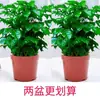 Las Plantas Verdes Happy Tree Purifican el Aire y Son Perennes Todo el Año, Adecuadas para Colocar en la Mesa de la Sala de Estar