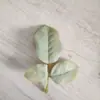 Folha de eucalipto simulação folha de rosa folha de dinheiro folha de peônia planta folha verde diy flor artificial folha acessórios atacado