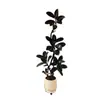 Árbol de Caucho Black Diamond, una Planta de Interior Grande de Alta Gama para la Sala de Estar, con un Toque de Lujo, Adecuada para la Oficina, Fácil de Mantener