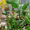 Arco de Ferro Estilo Vintage para Jardim, Inserções, Etiquetas e Placas Florais para Marcadores de Plantas, Decorações de Jardim e Enfeites para Vasos de Suculentas