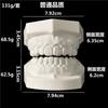 Modelo de corindo branco modelo dental modelo de corindo branco de alta qualidade modelo de corindo branco de qualidade comum 2 modelos