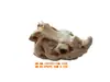 Decoración de Paisaje para Acuario Decoración Grifo de Resina Transfronterizo Hueso Trepador Casa de Escape para Mascotas Fósiles de Dinosaurios Simulación de Acuario