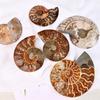 Natural Madagascar caracol fóssil placa feng shui ornamentos concha fatia disco paleontológico espécime atacado