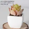 Simulação carnudo bonsai de cerâmica home office enfeites de mesa plantas verdes em vasos adereços de tiro bacia de combinação artificial