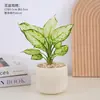 Planta em Vaso Vermelho Geely, Planta Verde Ruyi Rainha Elefante Branco Hidropônica, Planta de Folha Decorativa para Mesa de Escritório, Flor Fácil de Cuidar