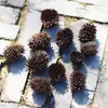 Materiais de Flores Secas Galhos Bolotas Pinhas Algodão Vagens de Lótus Jardim de Infância Artesanato Velas Aromáticas Fatias Decoração Adereços para Fotos