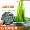 Alga Seca Xiapu de Fujian, Raíces de Alga Gruesas Premium, Tallos de Alga Gruesos Extra Premium, Brotes de Alga de Nueva Cosecha