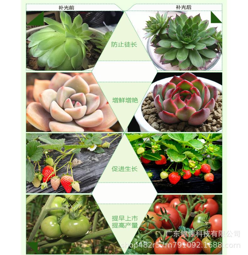 多肉2.jpg