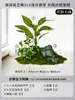 Musgo para Paisajismo de Plantas Verdes Plantas Artificiales Decoración Flores Artificiales Combinación Tropical para Interiores Paisaje de Ventana Persa Arreglo de Césped