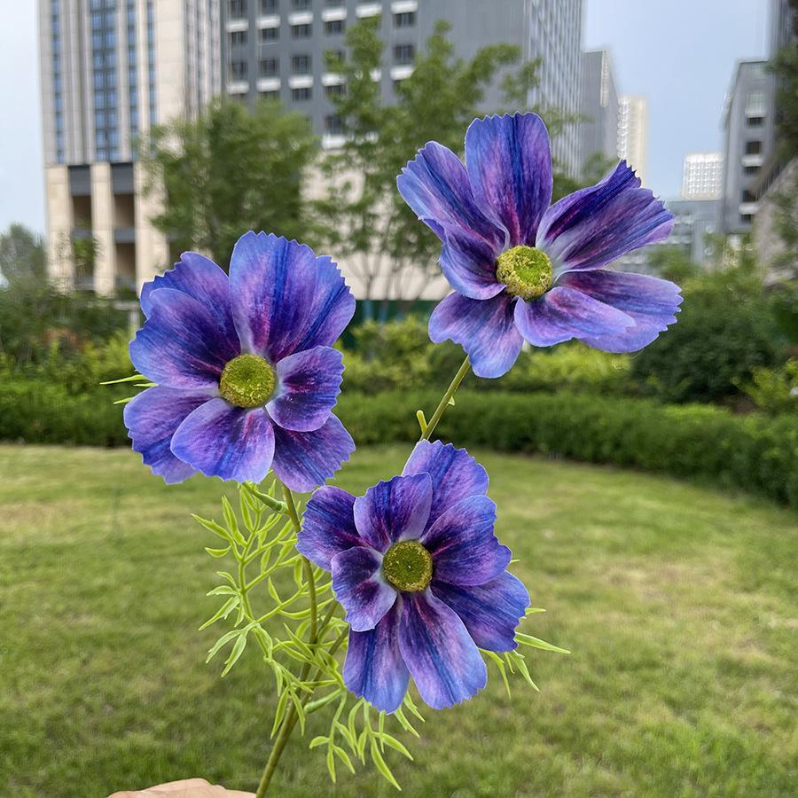3头莫奈格桑花-sxrmzx-深紫蓝.JPG
