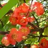 Manzano Florido Plántula en Maceta Bonsái Pétalos Dobles Tronco Viejo Planta Verde de Jardín Interior Florales de Cuatro Estaciones Florece y es Fácil de Mantener
