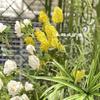 Fundo para Arco de Casamento Branco Verde Primavera e Verão Fábrica de Flores Artificiais Amarelo Verde Verde Mori Planta Falsa Janela Pacote Macio