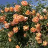 Mudas de Rosa Flor Única para Dropshipping, Trepadeiras Que Florescem o Ano Todo, Rosas Trepadeiras de Jardim, Plantas Trepadeiras de Parede com Flores Grandes, Flores