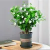Planta de Jazmín en Maceta Florece en Todas las Estaciones, Plántulas de Jazmín Especialmente Aromáticas con Capullos, Plantas con Flores, Florales de Interior, Fácil de Cultivar