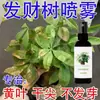Fertilizante para Árbol del Dinero Sin Diluir, Promueve el Crecimiento de Hojas y Fortalecimiento de Raíces, Previene la Pudrición de Raíces, Promueve el Crecimiento de Nuevas Hojas y Plántulas Fuertes, Solución Nutritiva Universal, Fabricante