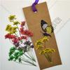 Flor de Encaje de Múltiples Cabezas con Ramas Flor de Cuentas de Nieve Espécimen de Planta de Flor Seca Marcapáginas en Relieve Hoja Real Flor Real Pegatina de Hoja