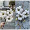 Flor de Magnólia Artificial Estilo Chinês Balde da Fortuna Flor de Ano Novo 3 Flores Toque Realista Magnólia de Algodão Casamento Decoração de Casa Flores Artificiais Atacado