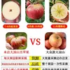 Auténtico Corazón de Caramelo de Roca Manzana Fea Daliangshan Manzana Fruta Fresca Fresca de Temporada Recién Cogida Sichuan Red Fuji Fruta Grande Caja Entera