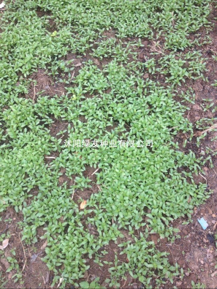 智贝主图_0进口散装蔬菜罗勒种子九层塔大叶甜罗勒兰香