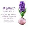 Venta al por mayor de fábrica Bulbos de jacinto Set hidropónico con botella Flores de cultivo en agua de invierno Plantas en maceta resistentes al frío Interior/Exterior
