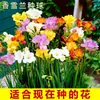 Bulbos de Amarílis para CultivoCultivo de Flores Amigável para Iniciantes, Floresce o Ano Todo, Fácil de Manter, Flores de Varanda, Sementes, Rega