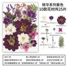 Flores Secas DIY Foto em Relevo Espécime de Planta Marcador de Página Pacote de Material em Relevo Material para Pintura Cola para Flores Naturais Folhas Secas