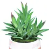 Planta suculenta artificial maceta de césped artificial planta acuática planta verde plato de combinación decoración bonsái flor de plástico pecera césped