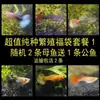 Peixe Guppy, Peixe Tropical, Peixe Ornamental Pequeno, Reprodução, Fêmeas Grávidas, Prontas para Dar à Luz, Fácil de Criar, Resistente e de Vida Longa, Guppies