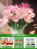 Tulipanes Hidropónicos al por Mayor 5 Grados Bulbos Grandes Resistentes al Frío para Invierno Interior/Exterior Fáciles de Cultivar para Principiantes Flores en Maceta Plantas