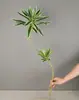 Lirio Artificial de un Solo Tallo Bambú de Tallo Largo Planta Verde Decoración Bambú de la Suerte Caja de Flores de Palo Brasil Madera Decoración Plantas Falsas de Plástico Tropical