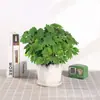 Flor Mimosa em Vaso Pequeno Planta de Interior Varanda Mimosa Muda Pronta com Raízes Folhagem Verde Interessante Mimosa