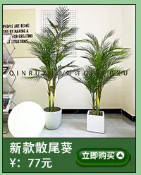 热带仿真植物