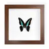 Borboleta Cauda-de-Andorinha Listrada de Verde Espécime Real com Asas Abertas, Inseto Borboleta Original para Coleção de Ensino de Jardim de Infância Fotografia Tridimensional Estilo Europeu