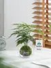 Planta verde de bola de musgo para escritorio interior, hidropónica, plantas pequeñas en maceta, fácil de cuidar, micro paisajismo inspirado en Zen para decoración de mesa de café